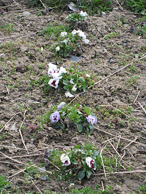 pansy unmulched